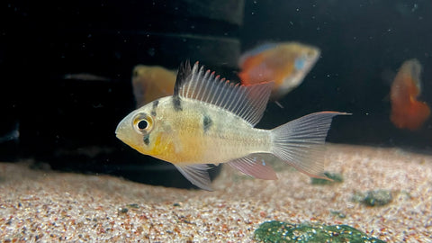 Bolivian Ram (Mikrogeophagus altispinosus)