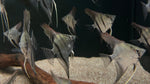 Assorted Angelfish (Pterophyllum scalare)