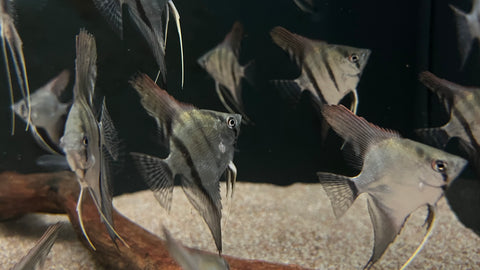 Assorted Angelfish (Pterophyllum scalare)