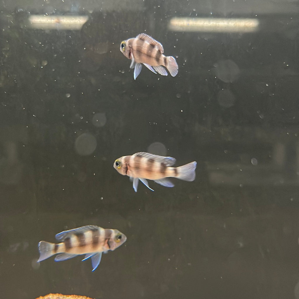 Neolamprologus Tretocephalus – The Waterfront SLC