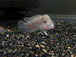 Telmatochromis burgeoni