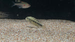 Apistogramma viejita “Blue”