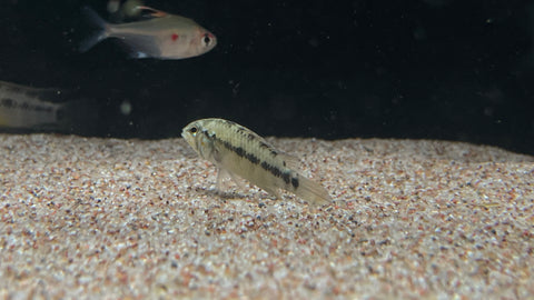 Apistogramma viejita “Blue”