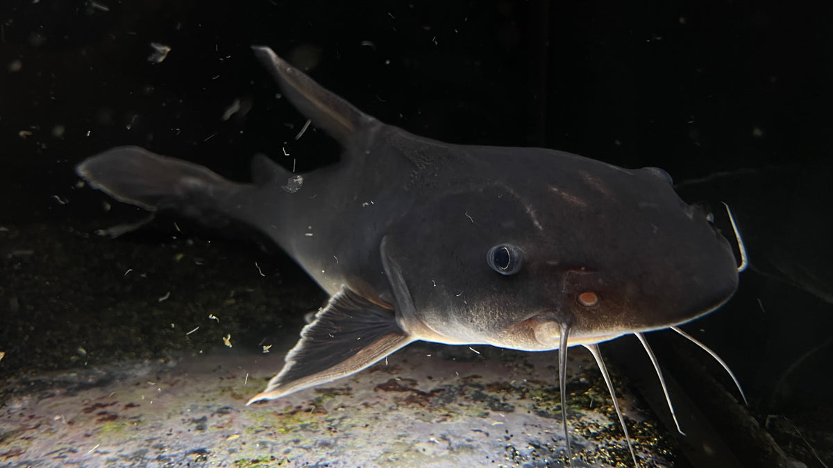 Storm Ii Fish Stormii Catfish (Hemiarius stormii) - CARGO ONLY – The Waterfront SLC