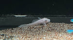 Shortfin Snow White Bristlenose Pleco (Ancistrus sp.)