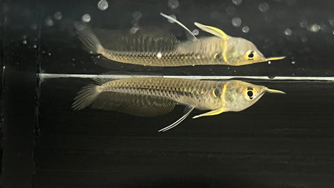 Silver Arowana (Osteoglossum bicirrhosum) - xSmall
