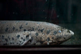African Lungfish (Protopterus annectens) - JUMBO