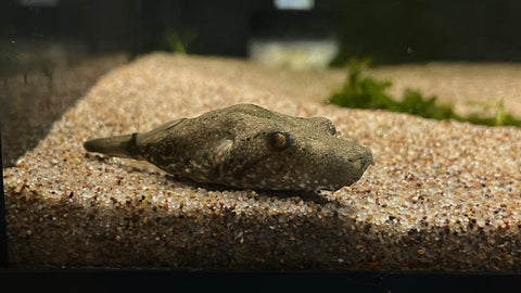 Arrowhead Pufferfish (Pao suvattii)