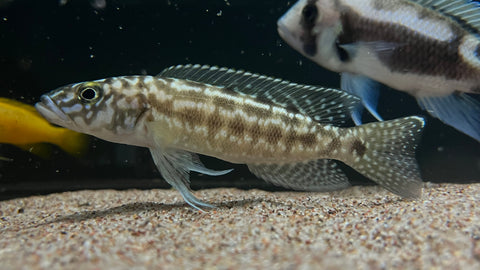 Lepidiolamprologus kendalli
