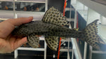 L-233 Golden Maculatus Pleco (Hypostomus Fuscomaculatus)