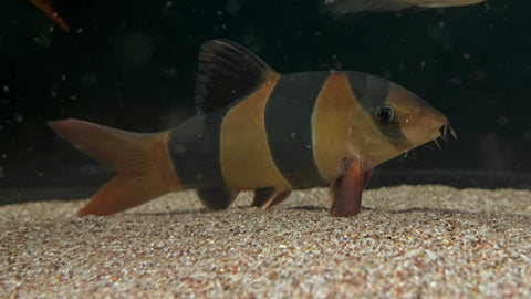 Clown Loach (Chromobotia macracantha) - Large