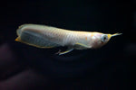 Albino Silver Arowana (Osteoglossum bicirrhosum)