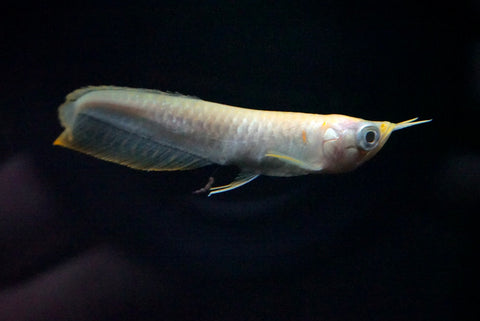 Albino Silver Arowana (Osteoglossum bicirrhosum)