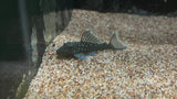 L-128 Blue Phantom Pleco (Hemiancistrus sp.)