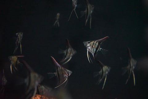 Manacapuru Angelfish F2 (Pterophyllum scalare sp.) - Juvenile