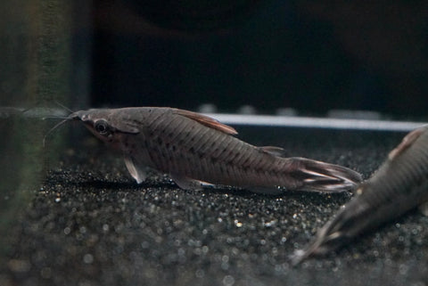 Flagtail Porthole Catfish (Dianema urostriatum)