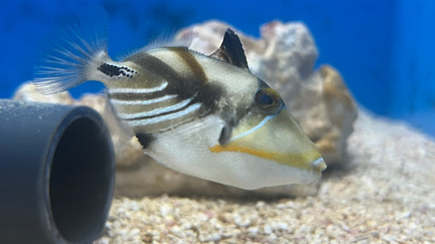 Humu Picasso Triggerfish (Rhinecanthus aculeatus)