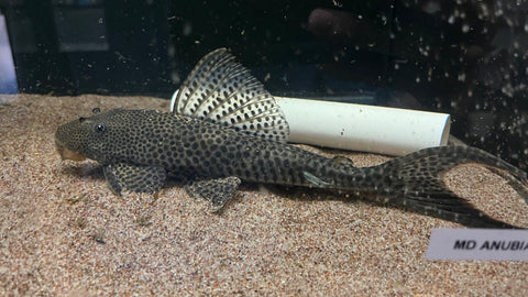 L-11 Red Fin Thresher Pleco (Squaliforma emarginata) - WYSIWYG