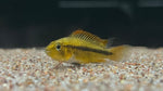 Apistogramma Orange Flash (Apistogramma cacatuoides) - Pair