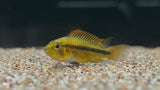 Apistogramma Orange Flash (Apistogramma cacatuoides) - Pair