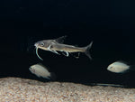 Colombian Shark (Ariopsis seemanni)
