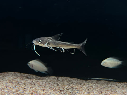 Colombian Shark (Ariopsis seemanni)