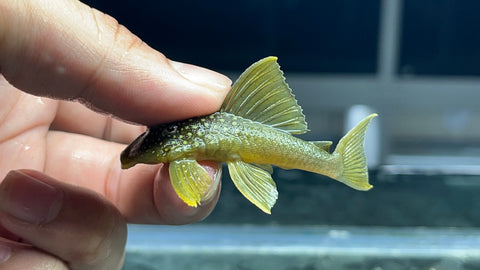 L-200A Hifin Green Phantom (Hemiancistrus subviridis) - Small