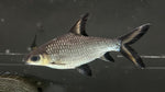 Bala Shark (Balantiocheilos melanopterus) - Jumbo