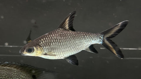 Bala Shark (Balantiocheilos melanopterus) - Jumbo