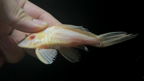 L-165 Albino Shortbody Gibbicep Pleco (Pterygoplichthys gibbiceps)