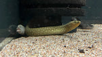 Moorii Eel (Mastacembelus moorii) - RARE