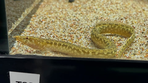 Assorted Nigerian Eel (Mastacebelus sp.)