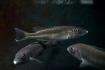 Malawi Trout  (Champsochromis Caeruleus)