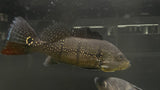 Assorted Peacock Bass (Cichla sp.) - xLARGE (CARGO ONLY)