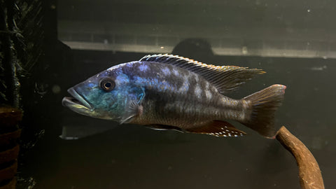 Fusco Cichlid (Nimbochromis fuscotaeniatus) T134 - WYSIWYG
