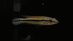 Red Pike (Crenicichla lugubris “Red”)