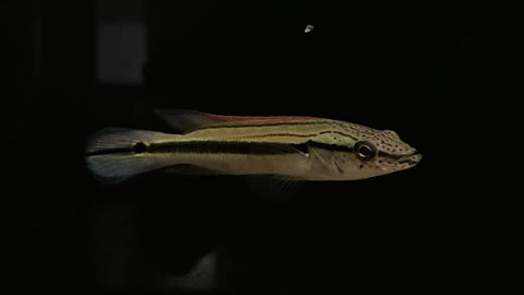 Red Pike (Crenicichla lugubris “Red”)