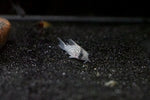 Fairy Corydora (Corydoras atropersonatus)