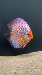Assorted Discus (Symphysodon sp.) - SHOW SIZE