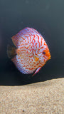 Assorted Discus (Symphysodon sp.) - SHOW SIZE