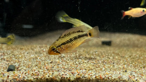 Apistogramma Macmasteri “Red Shoulder” - Pair