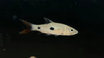Spotted Hampala Barb (Hampala dispar)