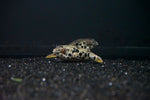 Spotted Congo Puffer (Tetraodon schoutedeni)