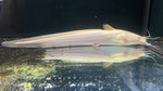 Albino Plotosus Catfish