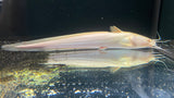 Albino Plotosus Catfish