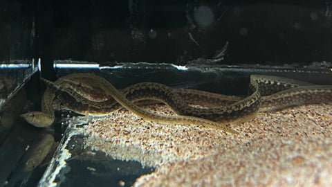 African Spiny Eel (Mastacembelus sp.)