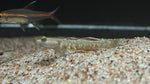 Scarlet Goby (Rhinogobius zhoui)