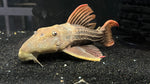 L-24 Red Fin Cactus Pleco (Pseudacanthicus pitanga)
