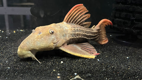 L-24 Red Fin Cactus Pleco (Pseudacanthicus pitanga)