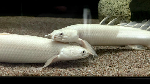 Longfin Platinum Senegal Bichir (Polypterus senegalus) - PAIR